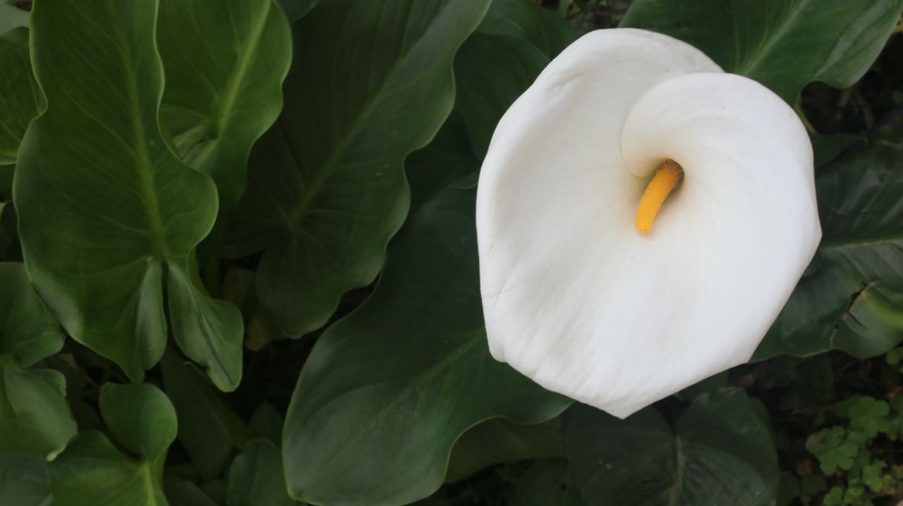 Zantedeschia aethiopica