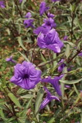 Ruellia simplex