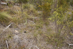 Aspalathus retroflexa retroflexa