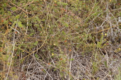 Aspalathus retroflexa retroflexa