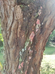 Fungi