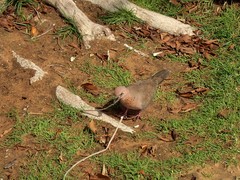 Streptopelia senegalensis