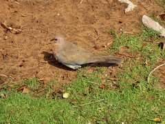 Streptopelia senegalensis