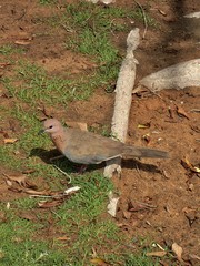 Streptopelia senegalensis