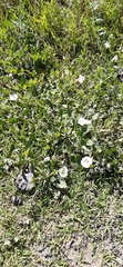 Convolvulus arvensis