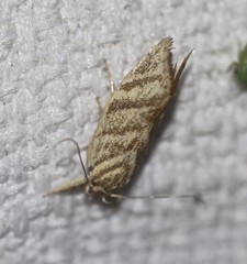 Lepidotarsa pentascia
