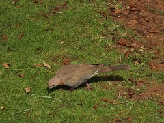 Streptopelia senegalensis