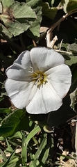 Convolvulus arvensis