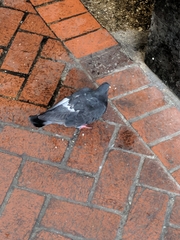 Columba livia
