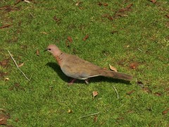 Streptopelia senegalensis