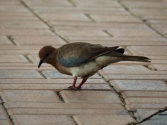 Streptopelia senegalensis