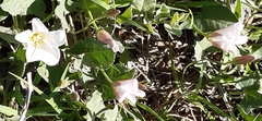 Convolvulus arvensis