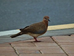 Streptopelia senegalensis