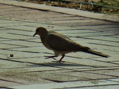 Streptopelia senegalensis
