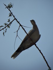 Streptopelia decaocto
