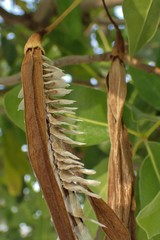 Tabebuia heterophylla