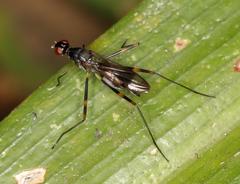 Hybobata fuelleborni