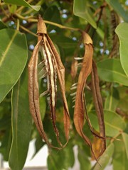 Tabebuia heterophylla