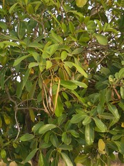Tabebuia heterophylla