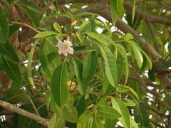 Tabebuia heterophylla