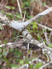 Crataegus michauxii