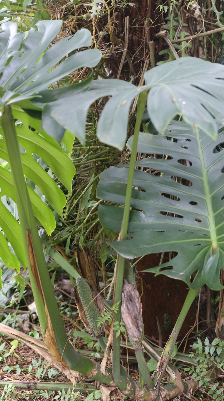 Monstera deliciosa