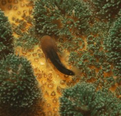 Paragobiodon modestus