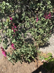 Penstemon clevelandii