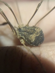 Trachyrhinus marmoratus