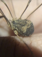 Trachyrhinus marmoratus