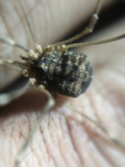 Trachyrhinus marmoratus