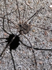 Trachyrhinus marmoratus