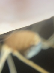 Trachyrhinus marmoratus