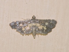 Eurrhyparodes bracteolalis