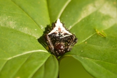 Verrucosa meridionalis