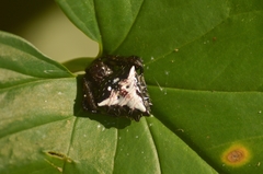 Verrucosa meridionalis