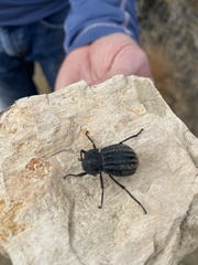 Philolithus sordidus