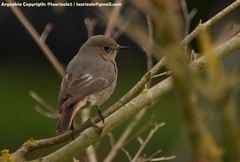 Phoenicurus ochruros