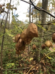 Staphylea