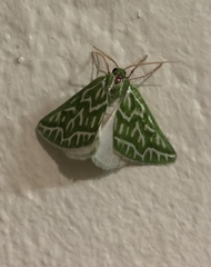 Dichroma equestralis