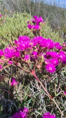 Ruschia tecta