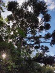 Araucaria angustifolia