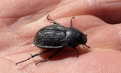 Scythrodes squalidus