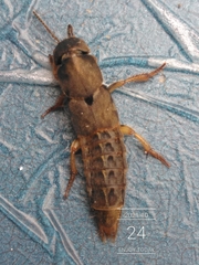 Platydracus maculosus