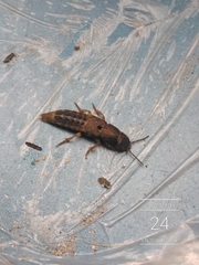 Platydracus maculosus