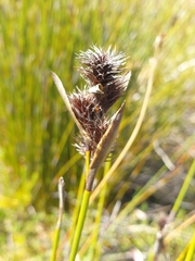 Hypodiscus aristatus