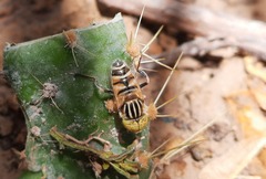 Eristalinus tabanoides