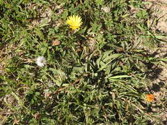 Grindelia scorzonerifolia