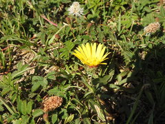 Grindelia scorzonerifolia