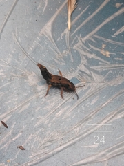 Platydracus maculosus